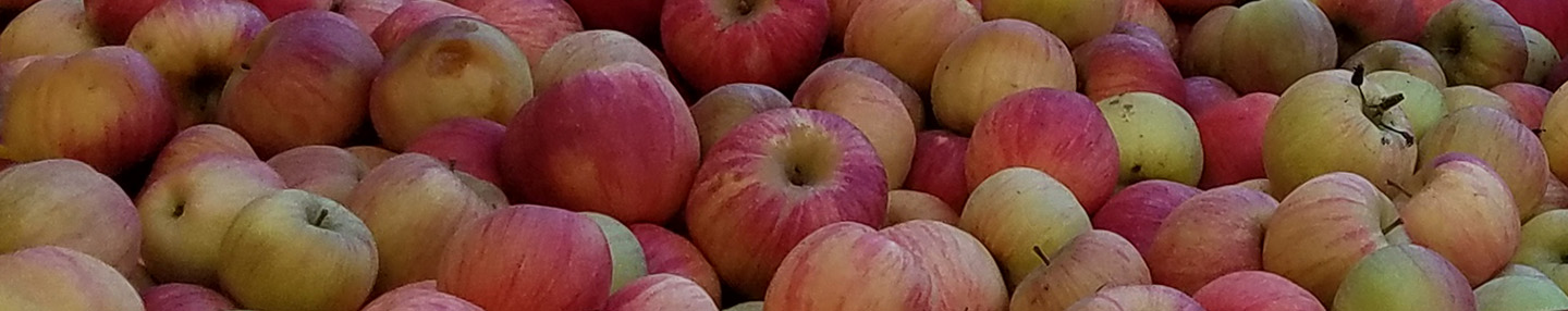 Photo of fresh apples